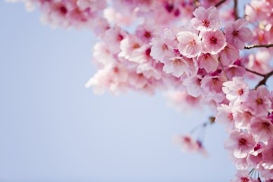 LANNELONGUE Christiane Née REMONDIERE